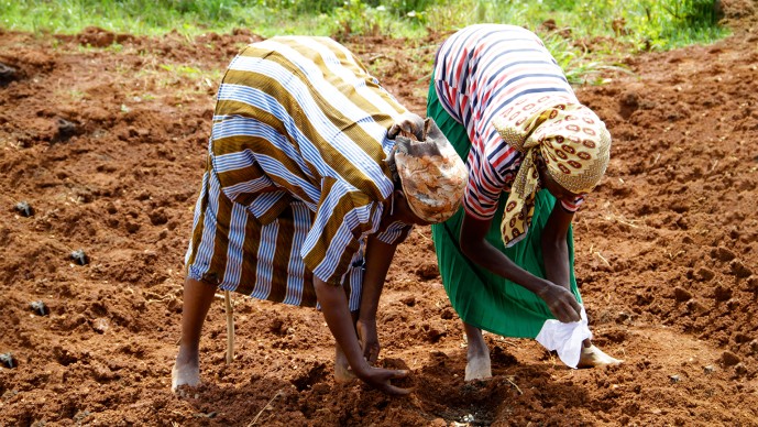 Tools and Technologies for Broad-Scale Pest and Disease Surveillance of Crop Plants in Low-Income Countries (Round 22)