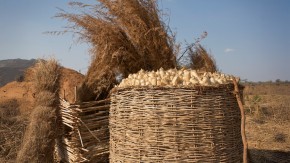 /sites/default/files/styles/listing_image/public/Keeping%20Harvested%20Crops%20Fresh?itok=yDk6oC43